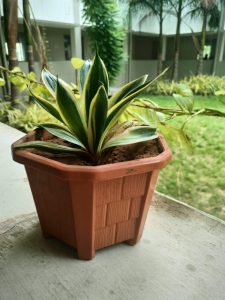 Sansevieria Black Gold snake Plants