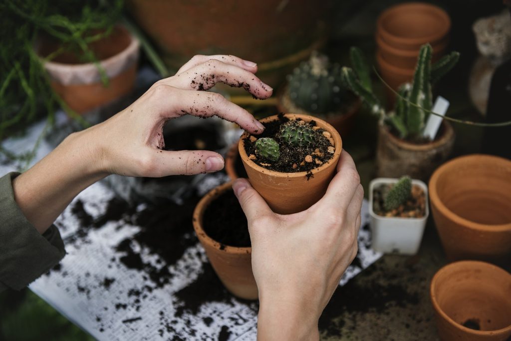 Indoor Gardening Tips