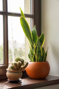 Sansevieria Whitney snake Plants
