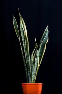 Sansevieria Trifasciata snake Plants