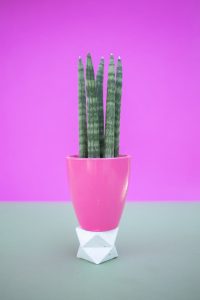 Sansevieria Bacularis Snake Plants