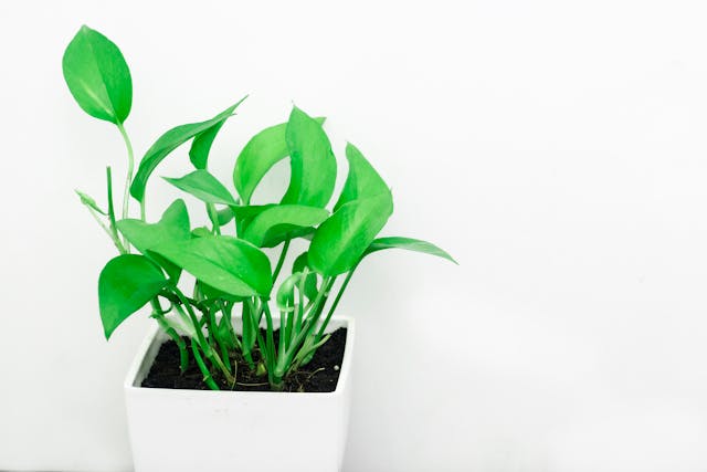pothos varieties