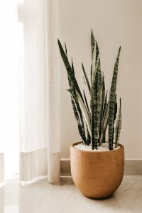 Sansevieria Zeylanica Snake Plants