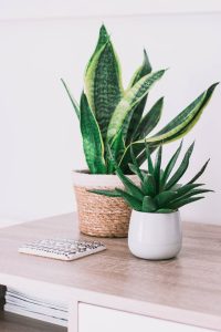 Snake Plants
