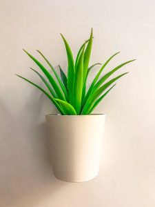 Sansevieria Kirkii (Star Snake Plants) 