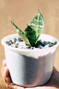 Sansevieria Hahnii (Bird's Nest Snake Plants) 