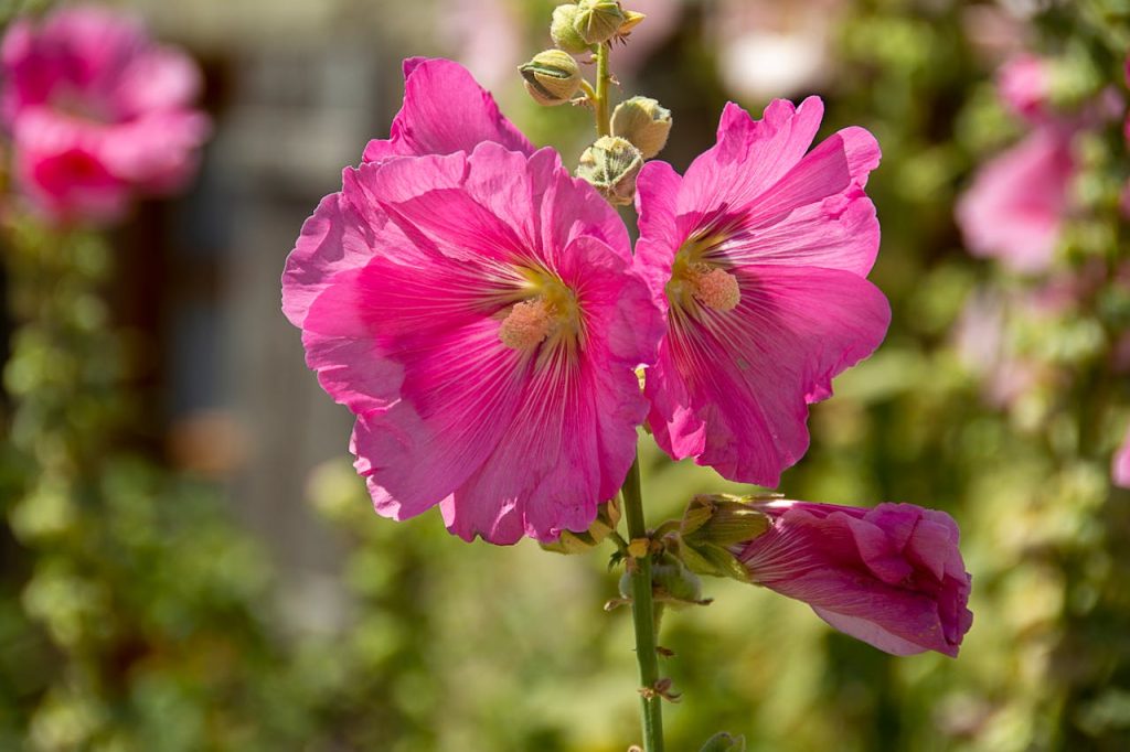 flower gardening ideas